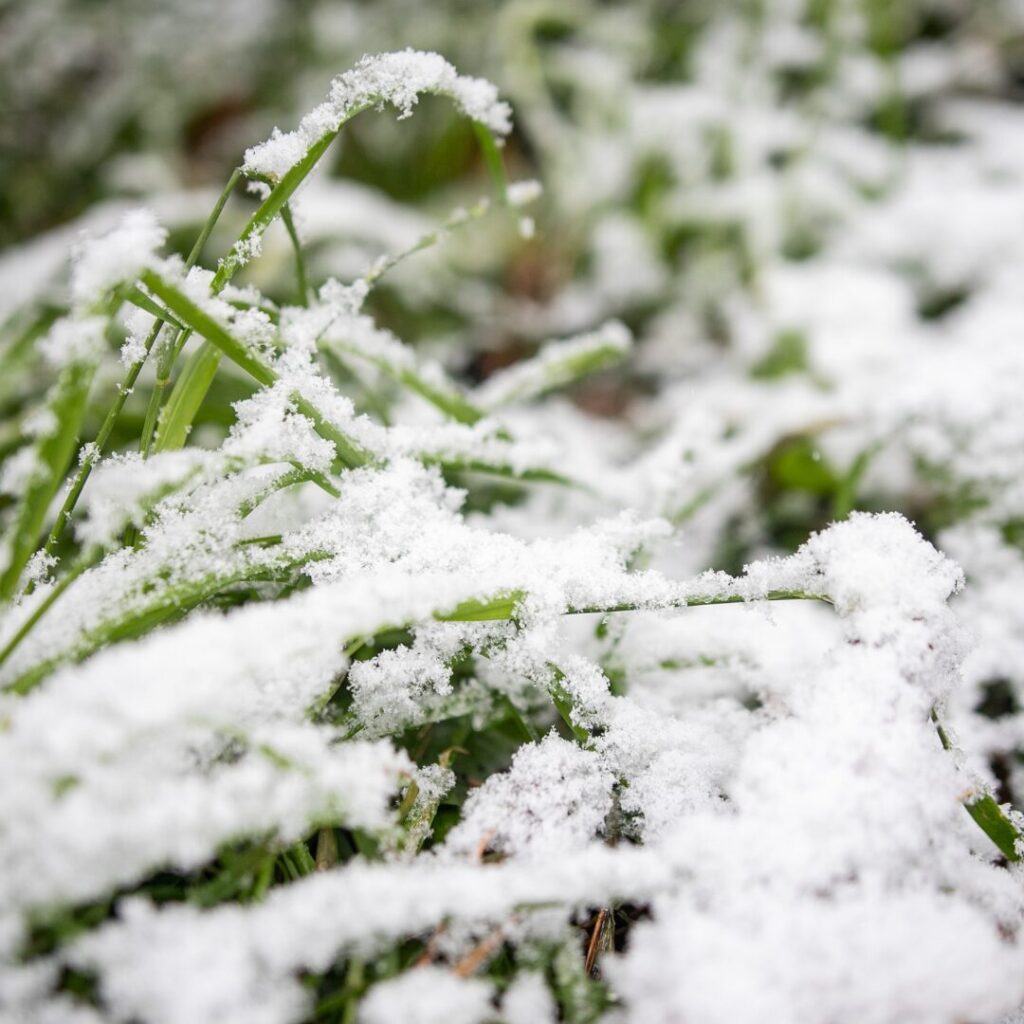 Kiedy ostatnie koszenie trawy?