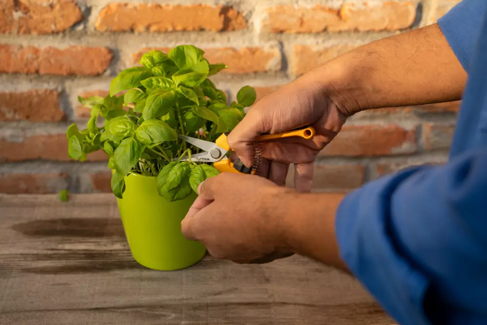 Stiga Nożyczki do wycinania roślin - Wykonane ze stali nierdzewnej, zapewnia precyzyjne cięcie bez miażdżenia łodyg.